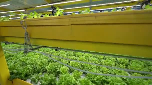 Verduras Hierbas Cultivadas Agua Granja Vertical Próxima Generación Agricultura Vertical — Vídeo de stock