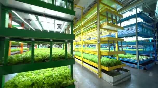 Weitschuss Natürliches Bio Gemüse Und Pflanzen Wachsen Intelligenten Bauernhof Oder — Stockvideo