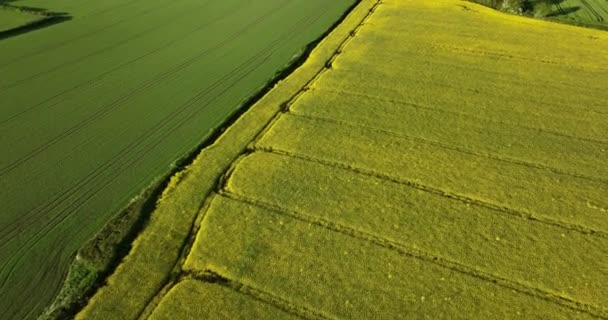 Letecký Scénický Pohled Poklidné Zemědělské Prostředí Venkovské Pole Žlutá Úroda — Stock video