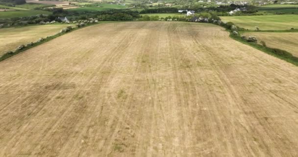 飞过一片荒野 从上方俯瞰黄色的割草场 大黄场 在田野上空飞舞爱尔兰 高质量的5K镜头 — 图库视频影像
