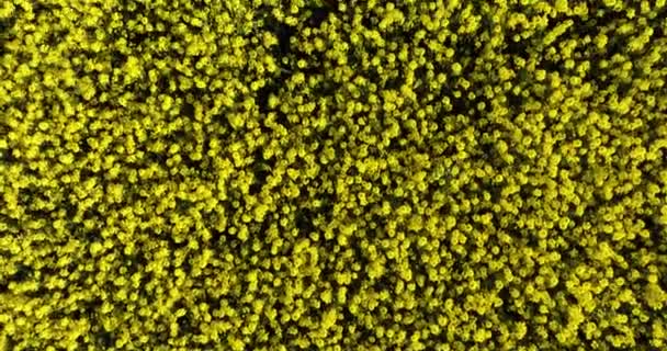 在开花的菜地上空飞行5000公里 乡村田野和黄色的庄稼 高质量的5K镜头 — 图库视频影像