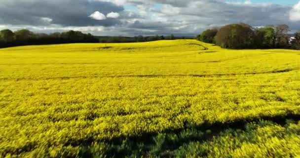Luchtfoto Scenic Visie Een Vreedzame Agrarische Omgeving Agro Platteland Gele — Stockvideo