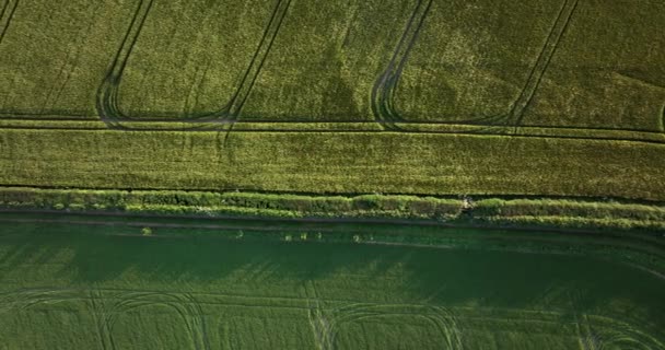 空中だ 平和な農業環境の景色 田舎の畑と黄色の作物 アイルランド 高品質5K映像 — ストック動画