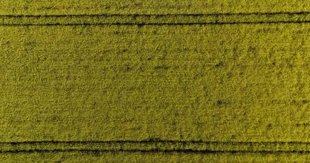 空中だ 花畑が広がる絵のような田園風景の風景 田舎の畑と黄色の作物 高品質5K映像 — ストック動画