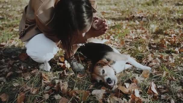 Pige Græsplæne Der Leger Med Sin Hund Hunden Ligger Ned – Stock-video