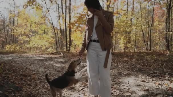 Ein Mädchen Und Ein Hund Gehen Spazieren Beagle Der Hund — Stockvideo
