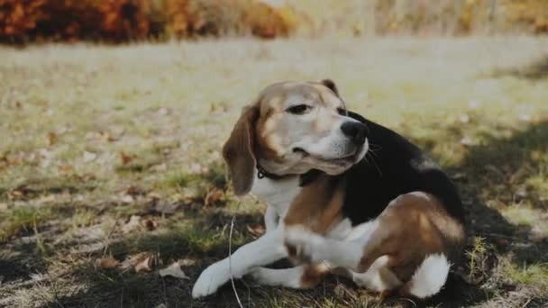 靠近点美丽的小猎犬的肖像 把他的爪子贴在他的下腹上 比格尔狗是人类最好的朋友 对动物的爱 慢动作Kyiv 2019高质量Fullhd镜头 — 图库视频影像