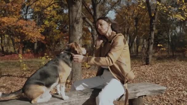 女の子がベンチに座って ビングル犬を飼っている 彼女は髪を調整している 少女は頭をかすめている コンセプト 犬はマンハッタンの親友 動物への愛です キエフ 2019 スローモーション — ストック動画