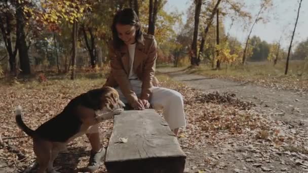 Girl Sits Park Bench Her Beagle Dog Dog Eats Some — Stock Video