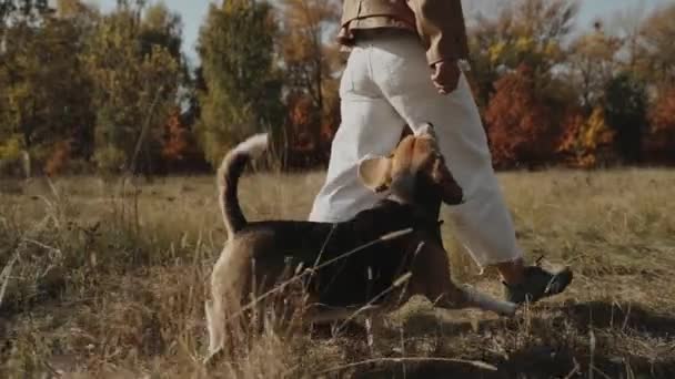 閉めろ 公園で犬と歩く女性 ビーグルだ 秋の公園を通してペットとの陽気な散歩 公園を歩いている人と犬 ビーグルだ スローモーション キエフ2019高品質のフルHd映像 — ストック動画
