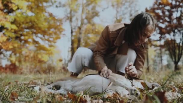 一个女孩在草地上和她的狗玩耍 主人抚摸着狗 狗躺了下来 比格尔狗是人类最好的朋友 对动物的爱 慢动作慢动作120 — 图库视频影像