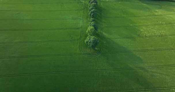绿油油的山谷中令人难以置信的风景 飞越一片绿地 中央绿树成荫 绿树成荫 风和田野一起玩 画出不同的形状 爱尔兰4K — 图库视频影像