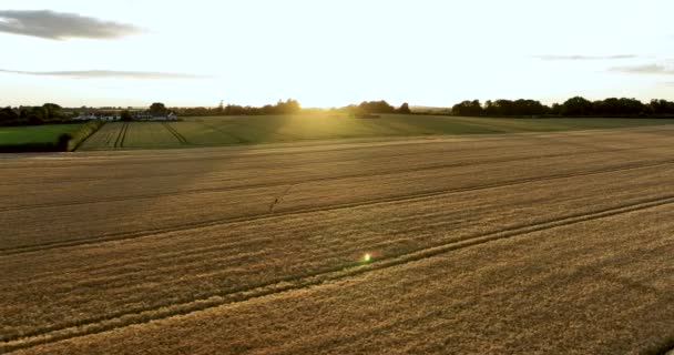 日落时飞越麦田 爱尔兰 高质量的4K镜头 — 图库视频影像