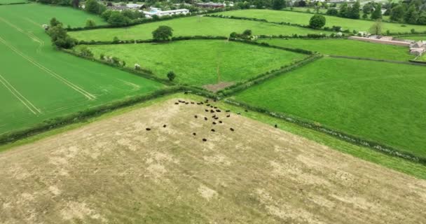 Vista Aérea Sobre Paisagem Fazenda Com Vacas Pastando Prado Verde — Vídeo de Stock