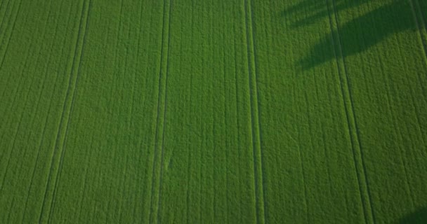 飞越绿色和黄色的田野 从中央俯瞰绿地 爱尔兰 优质5K — 图库视频影像