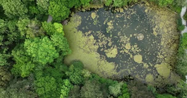 公園内の湖を一望する空中映像 キルケニーキャッスルパーク キルケニーキャッスルパークの緑の湖と木の間の円形飛行 キルケニーの中心部に広大な緑のスペース 4Kについて — ストック動画