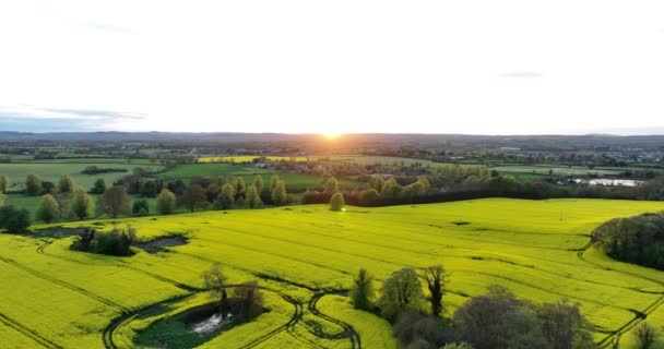 空中だ 農業環境の絵のような景色 緑の木々の背景にある田園地帯と黄色の収穫 日没だ 高品質5K映像 — ストック動画