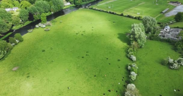 トーマスタウンキルケニーアイルランドのノア川のほとりの緑の牧草地での牛の放牧の美しい景色5K — ストック動画
