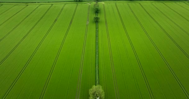 爱尔兰的绿地令人难以置信 从中央俯瞰绿地 一片绿地 有两棵树 爱尔兰 优质5K — 图库视频影像