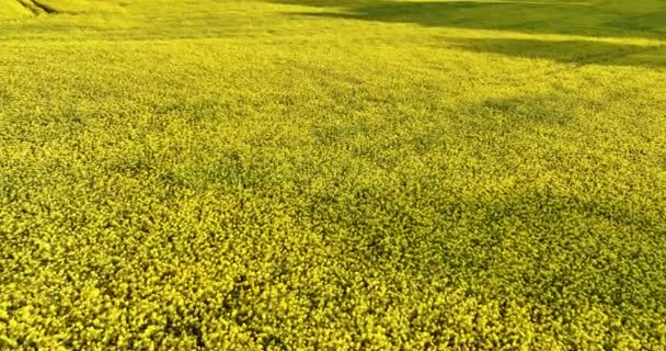 和平农业环境的景观 乡村田野和黄色的庄稼 5K镜头 — 图库视频影像