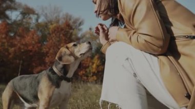 Güzel bir kız köpeğini eğitiyor. Açıklıkta köpeğinin yanına oturuyor ve elinden lezzetli bir şeyler veriyor. Beagle. Sonbahar konsepti: köpek insanın en iyi dostudur, hayvanları sever. Yavaş Hareket