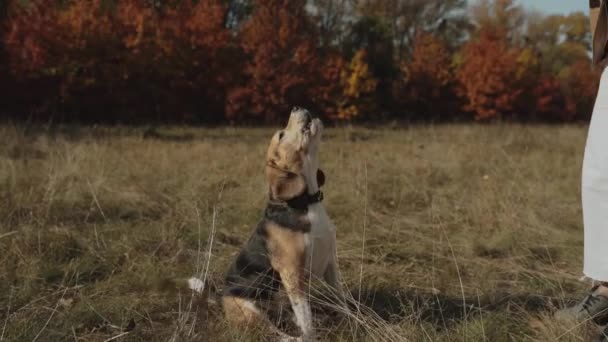 美しい少女は彼女の犬を訓練する オーナーコマンドのビーグルバーです 秋のコンセプト 犬は人間の親友 動物への愛です キエフ ウクライナ2019 — ストック動画