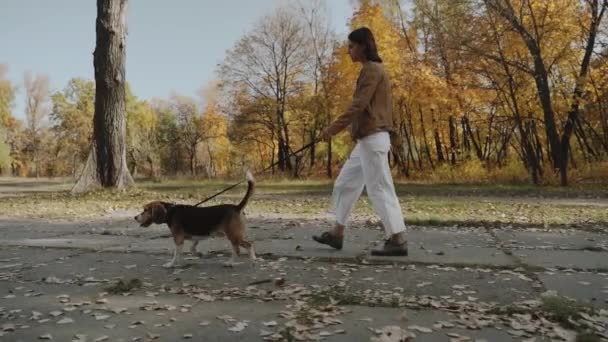 和宠物愉快地散步 在公园遛狗的女人一个女孩和一只狗在秋天的公园里散步 比格尔秋天 慢动作Kyiv 2019慢动作 优质Fullhd影片 — 图库视频影像