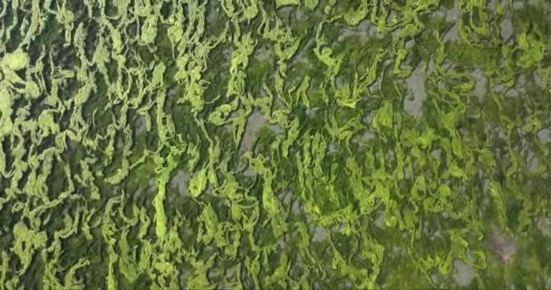 Aéreo Greenish Seaweed Plant Growing Underwater Lake Inglês Imagens Alta — Vídeo de Stock