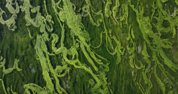 Aerial Close Greenish Seaweed Plant Growing Underwater Lake High Quality — Stock Video
