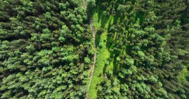 Letecký Pohled Shora Dolů Pěšinu Lesích Létě Drone Výstřel Přeletěl — Stock video