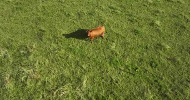 エアリアル 若い褐色の牛が緑色の牧草地のカメラを眺めている 高品質の4K映像 — ストック動画