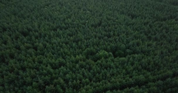 Bosque Pino Verde Una Cordillera Irlanda Atardecer Fondo Naturaleza Destinos — Vídeos de Stock