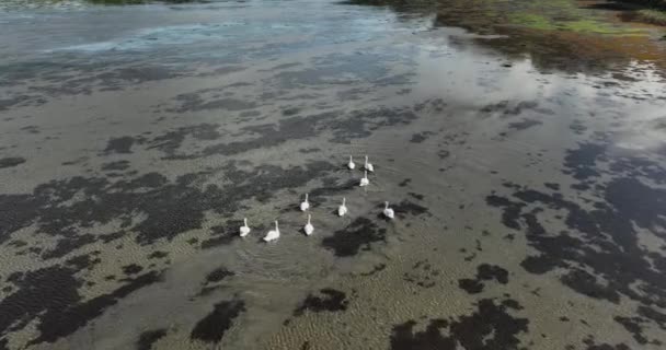 Aérea Una Bandada Hermosos Cisnes Blancos Nadando Lago Manada Cisnes — Vídeos de Stock
