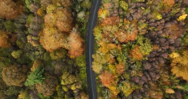 Aerial Top View Straight Road Cars Colorful Countryside Autumn Forest — Stock video