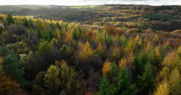 Voo Drone Através Floresta Meio Outono Tiro Aéreo Floresta Estação — Vídeo de Stock
