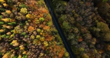 Renkli Kırsal Kırsal Sonbahar Ormanı 'nda Arabasız Düz Yol Üzerine Hava Manzarası. Fall Orange, Green, Yellow, Red Leaves Trees Woods. Yüksek kalite 4k görüntü