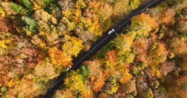 Sarı ve turuncu sonbahar ormanlarında beyaz arabalı kırsal yol manzarası. Sonbahar orman yolunda giden arabalar. Manzaralı sonbahar manzarası. Yüksek kalite 4k görüntü