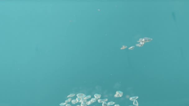 Las Burbujas Aire Agua Elevan Hacia Arriba Sobre Fondo Azul — Vídeos de Stock