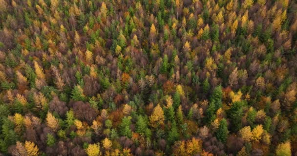 Letadlo Letící Lesem Uprostřed Podzimu Letecký Záběr Lesa Podzimní Sezóně — Stock video