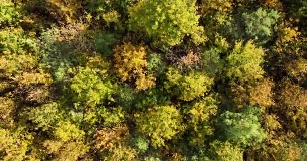 Безпілотник Летить Крізь Ліс Середині Осені Повітряний Постріл Лісу Осінній — стокове відео