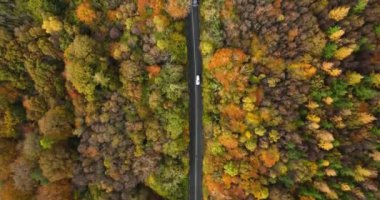 Renkli Kırsal Sonbahar Ormanı 'nda Arabalarla Düz Yol' un üzerindeki hava manzarası. Fall Orange, Green, Yellow, Red Leaves Trees Woods. Yüksek kalite 4k görüntü
