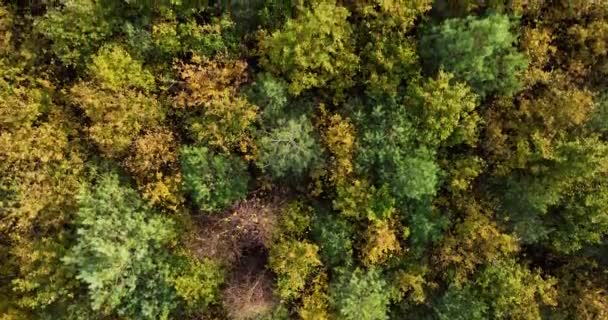 Drönarflygning Genom Skogen Mitt Hösten Flygfoto Skog Höstsäsongen Barrträd Olika — Stockvideo