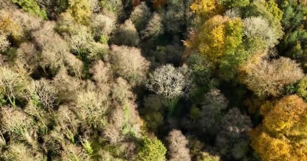 Vuelo Drones Través Del Bosque Mediados Otoño Foto Aérea Bosque — Vídeos de Stock
