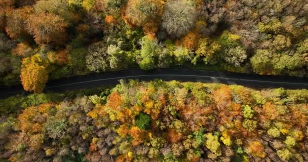 Vista Aérea Sobre Carretera Recta Sin Coches Colorido Bosque Otoño — Vídeos de Stock