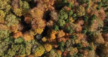 Havadan. Sonbaharın gür yeşilliği canlı kırmızılar, portakallar ve sarılar. Güzel sonbahar romantik kaçamaklarının hava manzarası. Yüksek kalite 4k görüntü