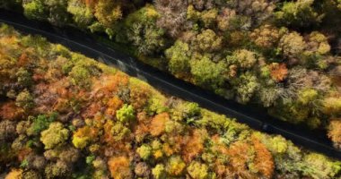 Nehir kenarındaki Renkli Kırsal Sonbahar Ormanı 'nda Siyah Arabalı Havadan Tepe Görünümü. Fall Orange, Green, Yellow, Red Leaves Trees Woods. Yüksek kalite 4k görüntü