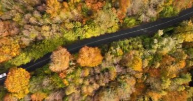 Sarı ve turuncu sonbahar ormanlarında beyaz arabalı kırsal yol manzarası. Sonbahar orman yolunda giden arabalar. Manzaralı sonbahar manzarası. Yüksek kalite 4k görüntü