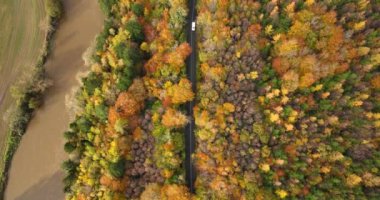 Sarı-turuncu sonbahar ormanlarında beyaz bir arabanın yol boyunca ilerleyişinin kuşbakışı görüntüsü. Sonbahar orman yolunda giden arabalar. Manzaralı sonbahar manzarası. Yüksek kalite 4k görüntü
