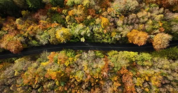 Vista Superior Aérea Sobre Camino Recto Sin Coches Colorido Bosque — Vídeos de Stock