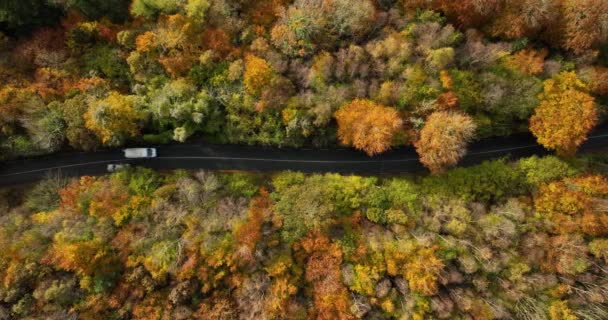 Vista Superior Aérea Sobre Carretera Recta Con Coches Colorido Bosque — Vídeos de Stock